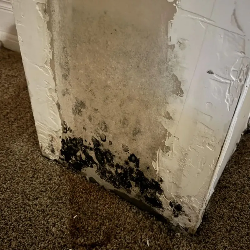 Professional Mold Removal in Prices Fork, VA